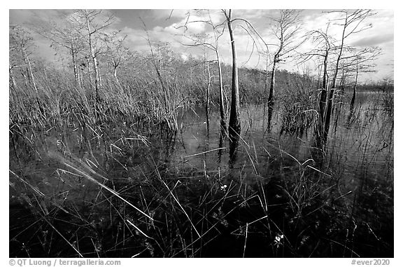 Yellow carnivorous flower and cypress. Everglades  National Park (black and white)