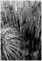 Cypress dome with bromeliad and cypress trees. Everglades National Park, Florida, USA. (black and white)