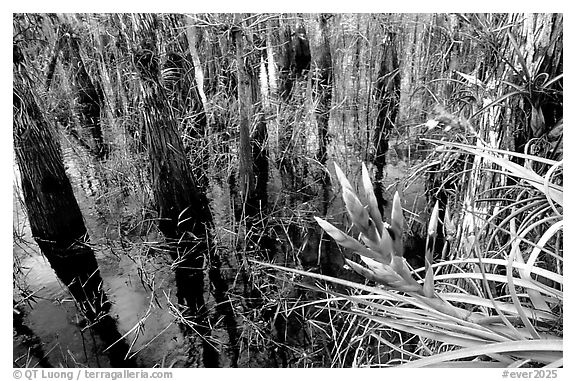 Bromeliad and bald cypress inside a dome. Everglades National Park (black and white)
