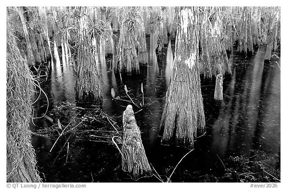 Cypress knees and trunks. Everglades National Park (black and white)
