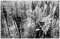 Swamp Ferns (Blechnum serrulatum) on cypress. Everglades National Park ( black and white)
