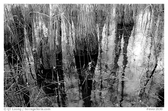 Yellow flowers, sawgrass and cypress. Everglades National Park, Florida, USA.