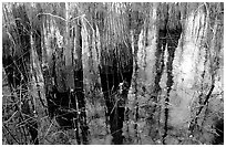Yellow flowers, sawgrass and cypress. Everglades National Park ( black and white)