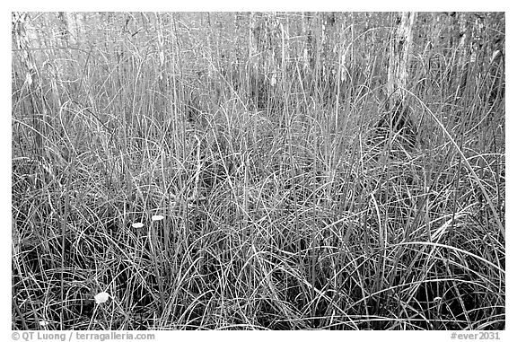 Grasses and pond cypress forest. Everglades National Park (black and white)