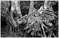 Strangler Fig (Ficus aurea) roots in tropical hardwood hammock. Everglades National Park ( black and white)