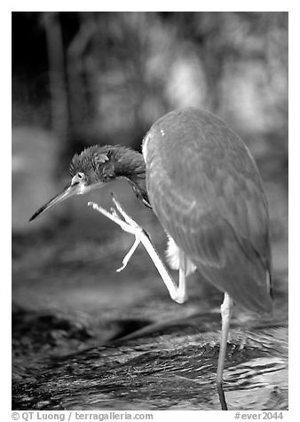 Tri-colored heron. Everglades National Park (black and white)