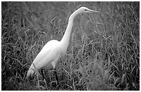 Great White Heron. Everglades National Park, Florida, USA. (black and white)