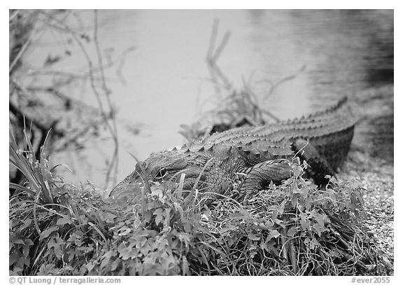 Alligator (scientific name: Alligator mississippiensis). Everglades National Park (black and white)
