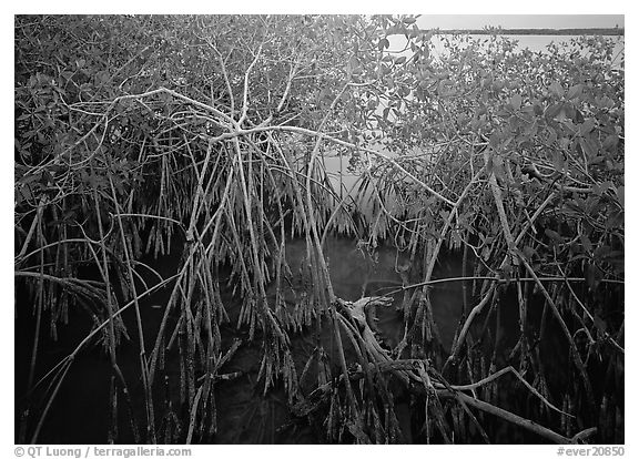 Red mangroves on West Lake. Everglades National Park (black and white)