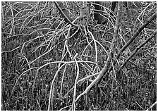 Intricate root system of red mangroves. Everglades National Park, Florida, USA. (black and white)