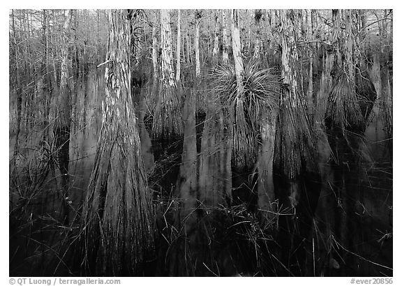 Cypress dome with trees growing out of dark swamp. Everglades National Park (black and white)