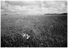 Swamp lilly (Crinum americanum) and sawgrass (Cladium jamaicense). Everglades National Park, Florida, USA. (black and white)