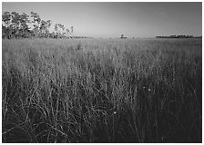 Sawgrass (Cladium jamaicense). Everglades National Park ( black and white)