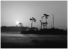 Sun rising behind group of pine trees with fog on the ground. Everglades National Park, Florida, USA. (black and white)