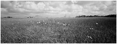Marsh landscape with swamp lillies. Everglades National Park (Panoramic black and white)