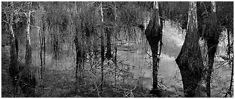 Calm sky and cypress trees reflections. Everglades National Park (Panoramic black and white)
