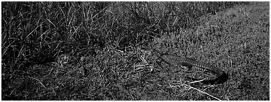 Young alligator. Everglades  National Park (Panoramic black and white)