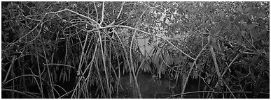 Mangrove landscape. Everglades National Park (Panoramic black and white)