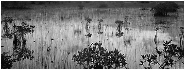 Mangroves and reflexions. Everglades  National Park (Panoramic black and white)