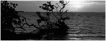 Mangroves and sunrise over Florida Bay. Everglades National Park (Panoramic black and white)