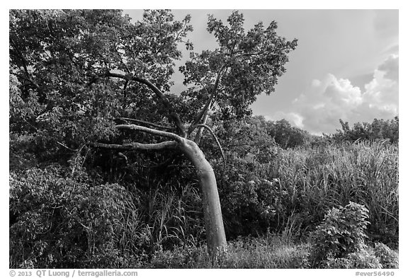 Gumbo limbo tree, Chekika. Everglades National Park (black and white)