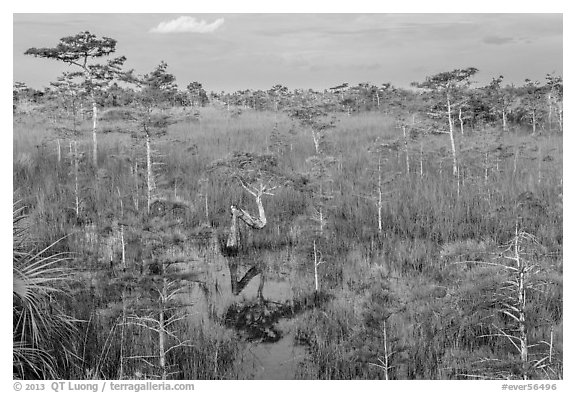 Cypress landscape with Z-tree. Everglades National Park, Florida, USA.