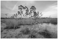 Pine trees and rainbow in summer. Everglades National Park, Florida, USA. (black and white)