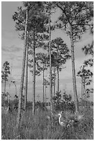Great white heron amongst pine trees. Everglades National Park, Florida, USA. (black and white)