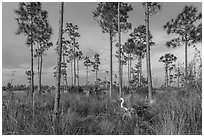 Pinelands with great white heron. Everglades National Park, Florida, USA. (black and white)