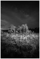 Dwarf cypress and stars at night, Pa-hay-okee. Everglades National Park, Florida, USA. (black and white)