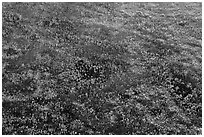 Aerial view of pineland. Everglades National Park ( black and white)