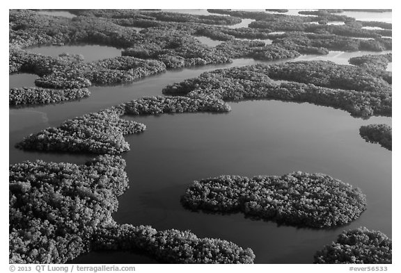 Aerial view of maze of waterways and mangrove islands. Everglades National Park (black and white)
