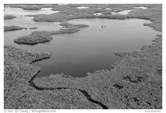 Aerial view of mangrove-fringed lake. Everglades National Park (black and white)