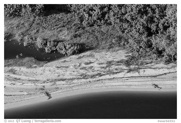 Aerial view of two alligators sunning on beach. Everglades National Park (black and white)