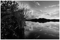 Paurotis pond and reflections. Everglades National Park, Florida, USA. (black and white)