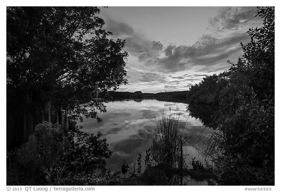 Paurotis Pond at sunset. Everglades National Park (black and white)