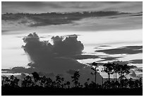 Pines and clouds at sunset. Everglades National Park, Florida, USA. (black and white)