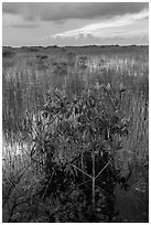 Freshwater marsh with Red Mangrove. Everglades National Park, Florida, USA. (black and white)