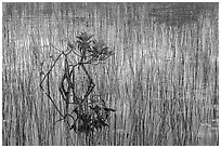 Needle rush and dwarfed mangrove. Everglades National Park, Florida, USA. (black and white)