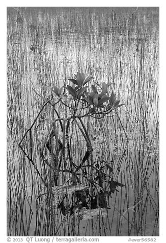 Dwarf red mangrove with needle rush. Everglades National Park (black and white)