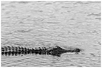 Alligator swimming. Everglades National Park, Florida, USA. (black and white)