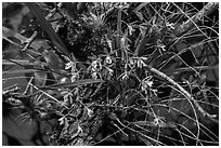 Tampa Butterfly Orchid (Encyclia tampensis). Everglades National Park ( black and white)