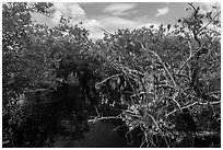 Native Florida orchid and Pond Apple growing in water. Everglades National Park, Florida, USA. (black and white)