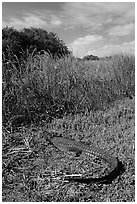 Young alligator at Eco Pond. Everglades National Park ( black and white)