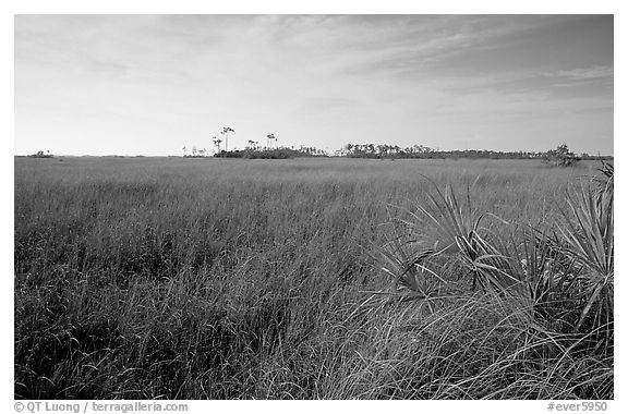 Sawgrass prairie and distant pines near Mahogany Hammock, morning. Everglades National Park, Florida, USA.