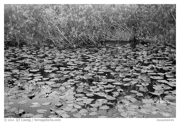 Lily pads, Shark Valley. Everglades National Park (black and white)