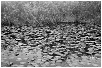 Lily pads, Shark Valley. Everglades National Park ( black and white)
