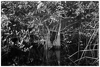 Trees growing in water, Shark Valley. Everglades National Park ( black and white)