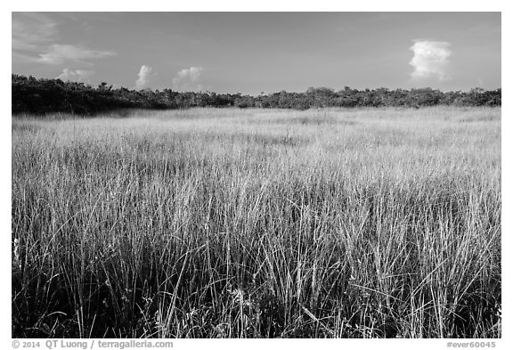 Prairie and hammocks, Shark Valley. Everglades National Park (black and white)