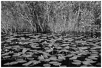 Water lillies and thicket, Shark Valley. Everglades National Park ( black and white)